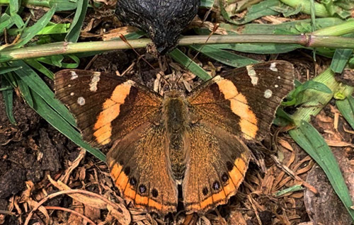 Abyssiniansk Admiral, Vanessa abyssinica (Felder & Felder, 1867). Naivasha national park, Kenya february 7, 2022. Photographer: Regitze Enoksen