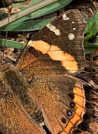 Abyssiniansk Admiral, Vanessa abyssinica (Felder & Felder, 1867). Naivasha national park, Kenya february 7, 2022. Photographer: Regitze Enoksen