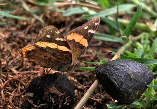 Abyssiniansk Admiral, Vanessa abyssinica (Felder & Felder, 1867). Naivasha national park, Kenya february 7, 2022. Photographer: Regitze Enoksen