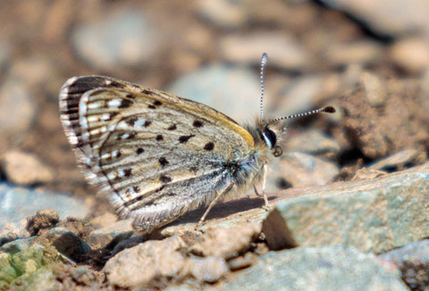 Polycaena tamerlana ssp. tamerlana (Staudinger, 1886). Chy Region 3000 m., Kyrgyzstan July 6, 2022. Photographer; Hiroaki Takenouchi