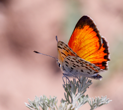 Solskyi Copper, Lycaena solskyi (Erschoff, 1874). Kyrgyzstan July 10, 2022. Photographer; Hiroaki Takenouchi