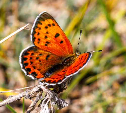 Solskyi Copper, Lycaena solskyi (Erschoff, 1874). Kyrgyzstan July 10, 2022. Photographer; Hiroaki Takenouchi