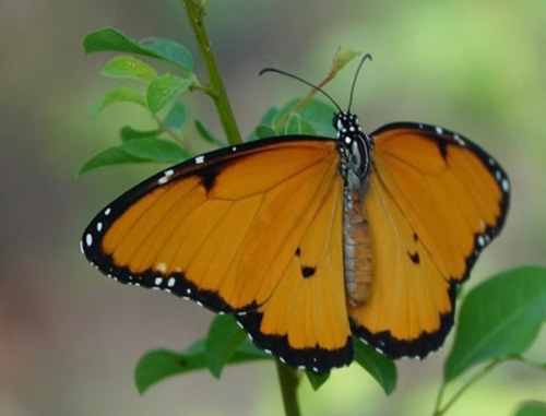 Plain Tiger, Danaus chrysippus (Linnaeus, 1758) female. Paje, Unguja, Zanzibar, Tanzania medio february, 2022.Photographer: Regitze Enoksen