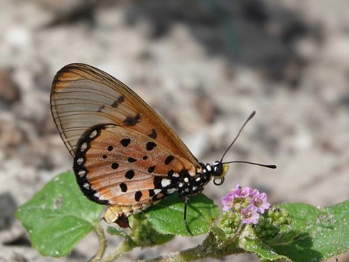 Wandering Donkey Acraea, Acraea neobule (Doubleday 1847). Paje, Unguja, Zanzibar, Tanzania medio february, 2022. Photographer: Regitze Enoksen