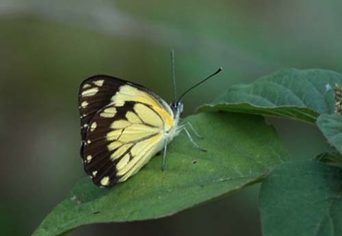 African Common White or African Caper, Belenois creona (Cramer, 1776) female. Paje, Unguja, Zanzibar, Tanzania medio february, 2022. Photographer: Regitze Enoksen