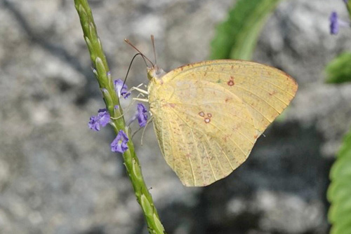 African Migrant, Catopsilia florella (Fabricius, 1775) male. Paje, Unguja, Zanzibar, Tanzania medio february, 2022. Photographer: Regitze Enoksen