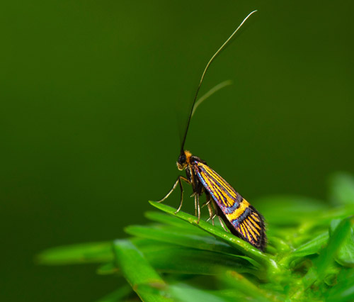 Barrantennmal / Nåleskovslanghornsmøl, Nemophora congruella. Ågarp, Tönnersjö, Halland d. 12 juni 2022. Fotograf; Håkan Johansson