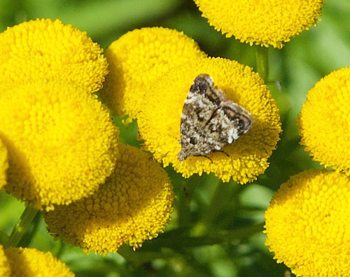 Bjrkebredmll, Choreutis diana. Flten, Oppland, Norge d. 27 august 2022. Fotograf; Gerd Elisabeth Grini