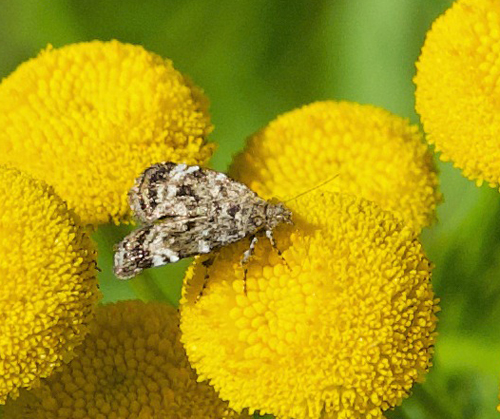 Bjrkebredmll, Choreutis diana. Flten, Oppland, Norge d. 27 august 2022. Fotograf; Gerd Elisabeth Grini