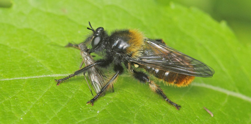 Gul Vedrovflue, Laphria flava har fanget en slørvinge. Grinduga, Gävleborgs Län, Sverige d. 7. juli 2022. Fotograf; Lars Andersen
