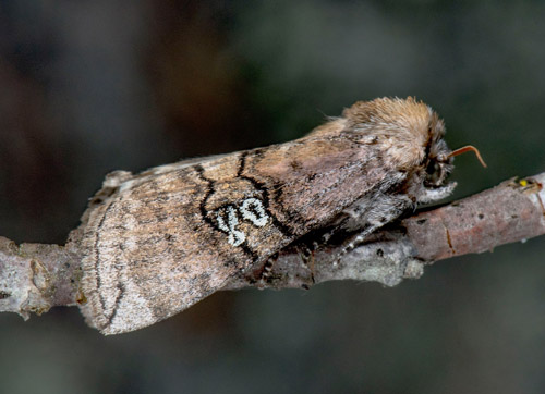 Rödaktig blekmaskspinnare / Brillespinder. Tethea ocularis (Linnaeus, 1767). Grytsjöns naturreservat, Bäckebo, Småland, Sverige d. 27 maj 2022. Fotograf; Håkan Johansson