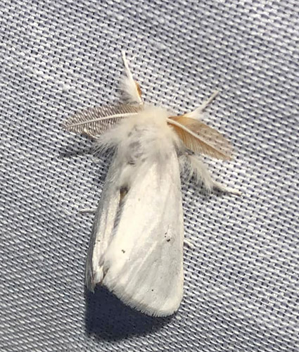 ppelrdgump / Brunhale, Euproctis chrysorrhoea. Sandhammaren, Skne, Sverige d. 28 juni 2022. Fotograf; Mats Lindeborg 