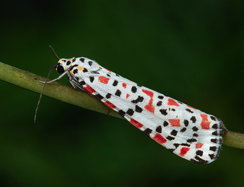 Kattunspinnare / Pragtbjørn, Utetheisa pulchella (Linnaeus, 1758) han. Oljesjön, Malmö Oljehamn, Malmö, Skåne, Sverige d. 30 oktober 2022. Fotograf; Håkan Johansson, Nina Fransson, Richard Ek