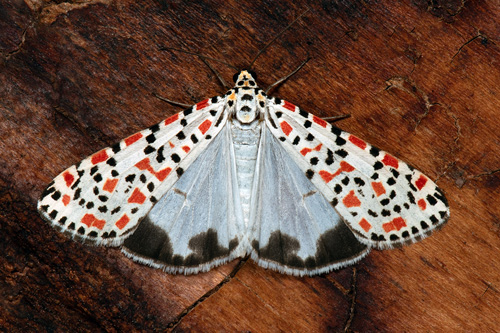Kattunspinnare / Pragtbjørn, Utetheisa pulchella (Linnaeus, 1758) han. Oljesjön, Malmö Oljehamn, Malmö, Skåne, Sverige d. 30 oktober 2022. Fotograf; Håkan Johansson, Nina Fransson, Richard Ek
