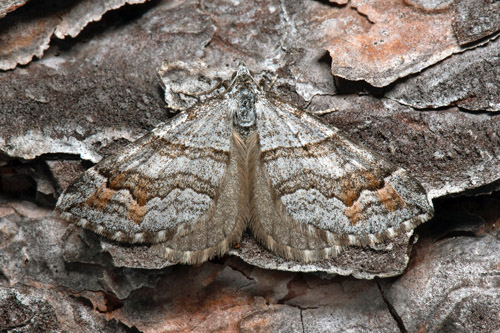 Torvmosstaggmtare / Hvidgr Mosemler, Carsia sororiata. Mckelmyran, Njurunda, Njurunda, Medelpad, Sverige d. 4 juli 2022. Fotograf; Hkan Johansson, Anders Brattstrm, Fredrik Bjerding m.fl.