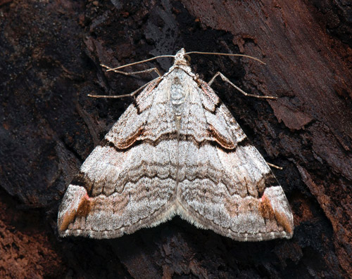 Strre taggmtare, Aplocera praeformata. Sofielund, Vdd, Uppland, Sverige d. 7 juli 2022. Fotograf; Hkan Johansson, Anders Brattstrm, Fredrik Bjerding m.fl.