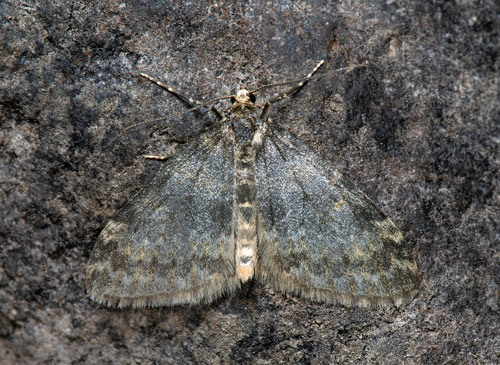 Glansbergmler / Blgr fltmtare, Entephria nobiliaria (Herrich-Schffer, 1852). P-plats Baktajavri, Tornehamn stn., Jukkasjrvi, Torne Lappmark, Sverige d. 30 juni 2022. Fotograf:;Hkan Johansson, Hans Forslind, Anders Brattstrm m.fl.