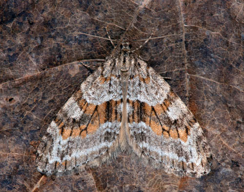 Trylobmtare, Trichopteryx polycommata (Denis & Schiffermller, 1775). Dyrkartorp, Lindeberg, Vstmanland, Sverige d. 5 maj 2022. Fotograf; Hkan Johansson