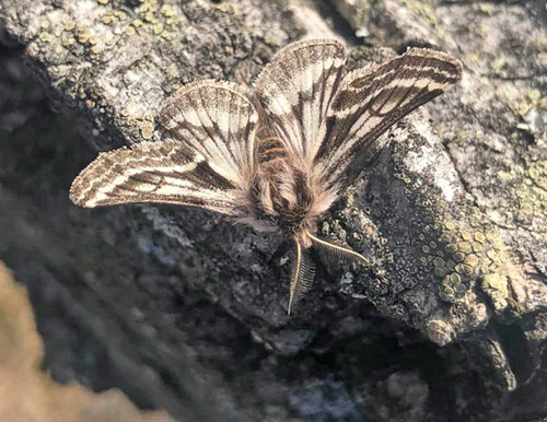 Hedvintermätare / Bælte-Vintermåler, Lycia zonaria. Nöbbelöv, Skåne, Sverige d. 18 april 2022. Fotograf; Mats Lindeborg