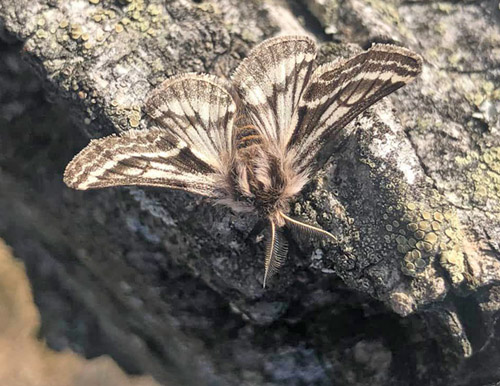 Hedvintermtare / Blte-Vintermler, Lycia zonaria. Nbbelv, Skne, Sverige d. 18 april 2022. Fotograf; Mats Lindeborg