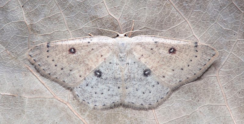 Björkgördelmätare / Birke-Bæltemåler, Cyclophora albipunctata. Ismantorps borg, Långlöt, Öland, Sverige, Sverige d. 10 august 2022. Fotograf; Håkan Johansson