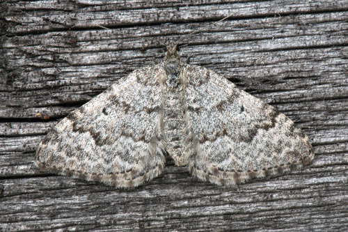 Skogsfltmtare,Xanthorhoe annotinata. Nissonsnuohkki, Tjuonajaure, Lapporten, Jukkasjrvi, Torne Lappmark, Sverige d. 30 juni 2022. Fotograf; Hkan Johansson, Anders Brattstrm, Fredrik Bjerding m.fl.