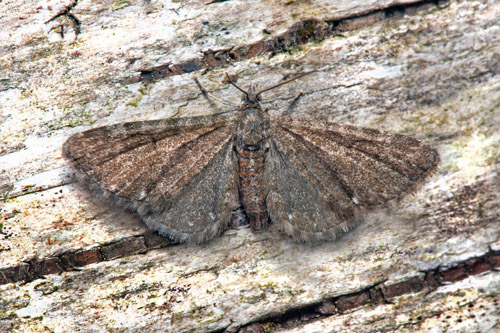 Dvärgmalmätare / Fladstjernedværgmåler,Eupithecia pygmaeata. Lenstad, Torslunda, Öland, Sverige d. 5 juni 2022. Fotograf; Håkan Johansson
