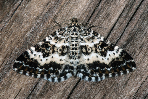 Svart mrfltmtare / Srgesnerremler, Epirrhoe tristata. lemossen, stra Karup, Halland, Sverige d. 22 maj 2022. Fotograf; Hkan Johansson