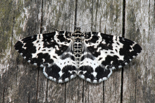 Vitbandad bjrkfltmtare / Birke-Bladmler, Rheumaptera hastata. lemossen, stra Karup, Halland, Sverige d. 22 maj 2022. Fotograf; Hkan Johansson