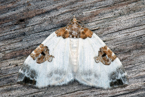 Tvfrgad fltmtare / Tofarvet Bladmler, Plemyria rubiginata. Orsa, Dalarna, Sverige d. 23 august 2022. Fotograf; Hkan Johansson & Nina Fransson