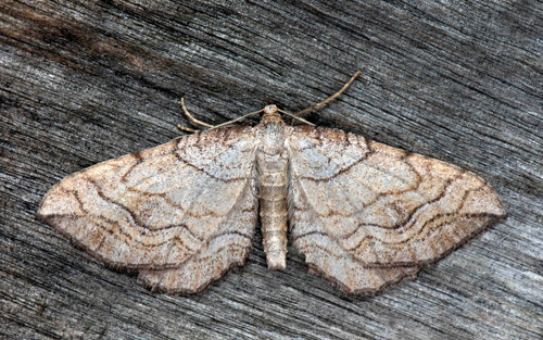 Stenmtare / Stenmler, Coenocalpe lapidata (Hbner, 1809). Vrngsgrdesmasten, Storkttsvgen 6, Orsa, Dalarna, Sverige d. 23 aug 2022. Fotograf; Hkan Johansson & Nina Fransson