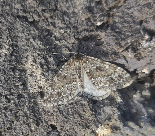 Klettafeti, Entephria caesiata (Denis & Schiffermller, 1775). Bl Lagunen lavafelt, Reykjavik, Island d. 17 juli 2022. Fotograf; Rasmus Keis Neerbek