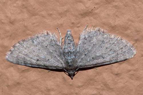 Mófeti, Eupithecia satyrata. Hallormsstaðaskógur på østsiden af Lagarfljót, Island d. 1 juli 2022. Fotograf; Henrik Bringsøe