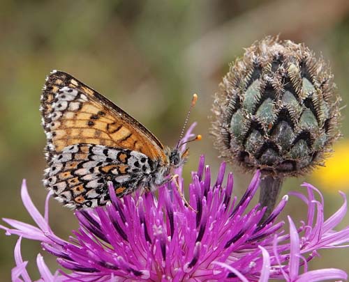 Okkergul Pletvinge, Melitaea cinxia ssp. winbladi (Bryk, 1950) han og hun. Tofta Skjutflt, Gotland, Sverige ultimo juni 2022. Fotograf; Emil Bjerregrd