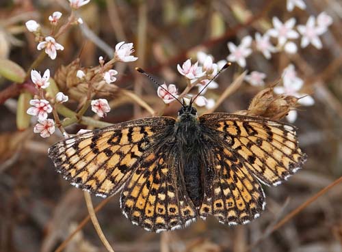 Okkergul Pletvinge, Melitaea cinxia ssp. winbladi (Bryk, 1950) han og hun. Tofta Skjutflt, Gotland, Sverige ultimo juni 2022. Fotograf; Emil Bjerregrd