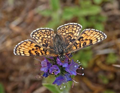 Okkergul Pletvinge, Melitaea cinxia ssp. winbladi (Bryk, 1950) han og hun. Tofta Skjutflt, Gotland, Sverige ultimo juni 2022. Fotograf; Emil Bjerregrd