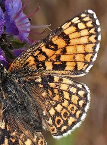 Okkergul Pletvinge, Melitaea cinxia ssp. winbladi (Bryk, 1950) han og hun. Tofta Skjutflt, Gotland, Sverige ultimo juni 2022. Fotograf; Emil Bjerregrd