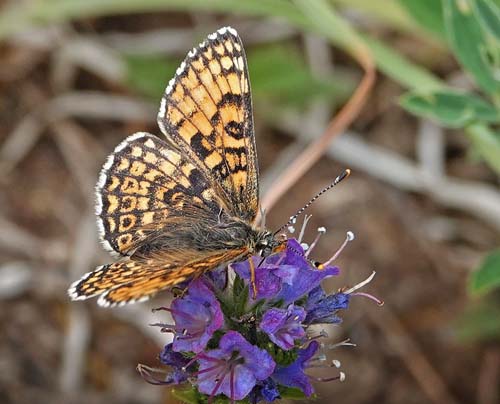 Okkergul Pletvinge, Melitaea cinxia ssp. winbladi (Bryk, 1950) han og hun. Tofta Skjutflt, Gotland, Sverige ultimo juni 2022. Fotograf; Emil Bjerregrd