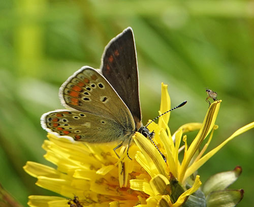 Sortbrun Blfugl, Aricia artaxerxes ssp. lyngensis. Nordkjosbotn, Troms og Finnmark, Norge d. 10 juli 2022. Fotograf; Emil Bjerregrd