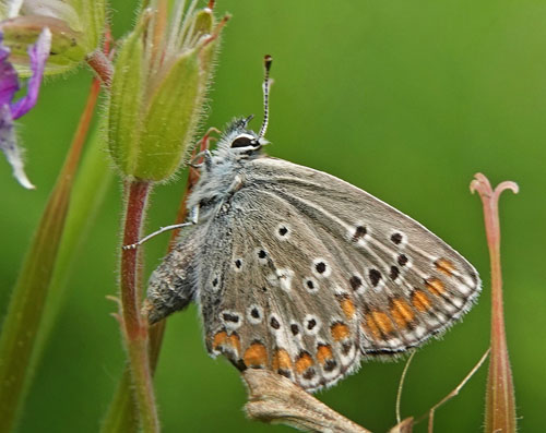 Sortbrun Blfugl, Aricia artaxerxes ssp. lyngensis. Nordkjosbotn, Troms og Finnmark, Norge d. 10 juli 2022. Fotograf; Emil Bjerregrd