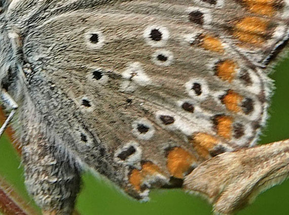 Sortbrun Blfugl, Aricia artaxerxes ssp. lyngensis. Nordkjosbotn, Troms og Finnmark, Norge d. 10 juli 2022. Fotograf; Emil Bjerregrd