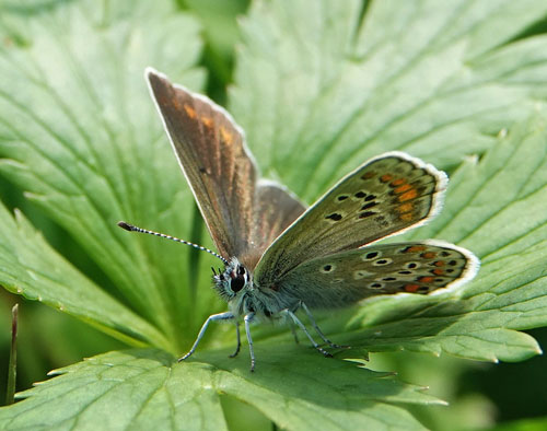 Sortbrun Blfugl, Aricia artaxerxes ssp. lyngensis. Nordkjosbotn, Troms og Finnmark, Norge d. 10 juli 2022. Fotograf; Emil Bjerregrd