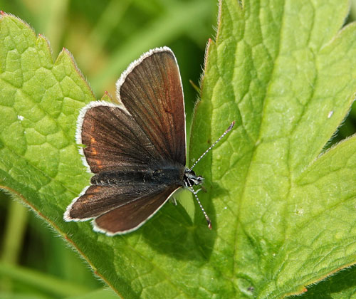 Sortbrun Blfugl, Aricia artaxerxes ssp. lyngensis. Nordkjosbotn, Troms og Finnmark, Norge d. 10 juli 2022. Fotograf; Emil Bjerregrd