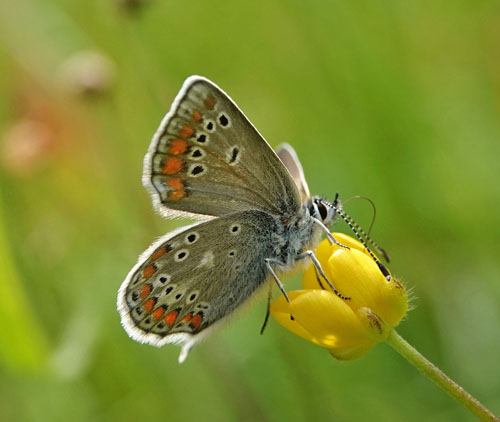 Sortbrun Blfugl, Aricia artaxerxes ssp. lyngensis. Nordkjosbotn, Troms og Finnmark, Norge d. 10 juli 2022. Fotograf; Emil Bjerregrd