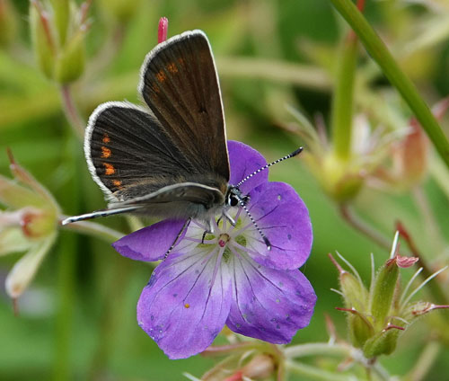 Sortbrun Blfugl, Aricia artaxerxes ssp. lyngensis. Nordkjosbotn, Troms og Finnmark, Norge d. 10 juli 2022. Fotograf; Emil Bjerregrd