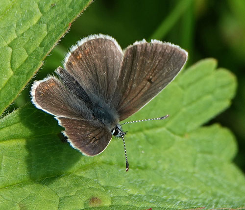 Sortbrun Blfugl, Aricia artaxerxes ssp. lyngensis. Nordkjosbotn, Troms og Finnmark, Norge d. 10 juli 2022. Fotograf; Emil Bjerregrd