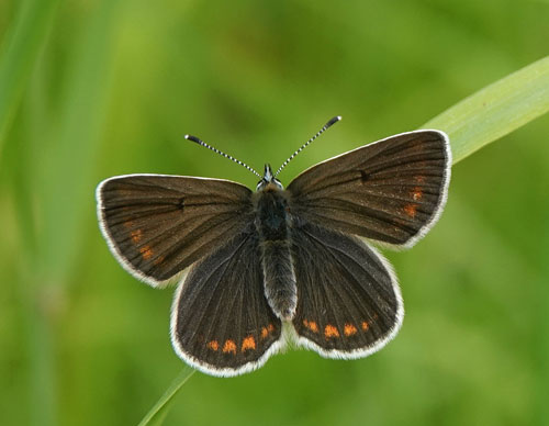 Sortbrun Blfugl, Aricia artaxerxes ssp. lyngensis. Nordkjosbotn, Troms og Finnmark, Norge d. 10 juli 2022. Fotograf; Emil Bjerregrd