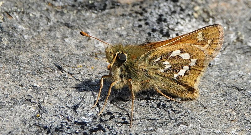 Arktisk Kommabredpande, Hesperia comma ssp.: catena. Den gl. kulmine, Kfjorden v. Alta, Finnmark, Norge jd. 6 juli 2022. Fotograf; Emil Bjerregrd