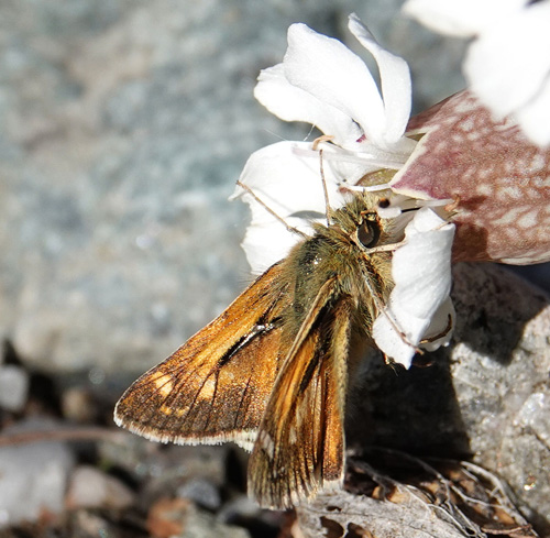 Arktisk Kommabredpande, Hesperia comma ssp.: catena. Den gl. kulmine, Kfjorden v. Alta, Finnmark, Norge jd. 6 juli 2022. Fotograf; Emil Bjerregrd