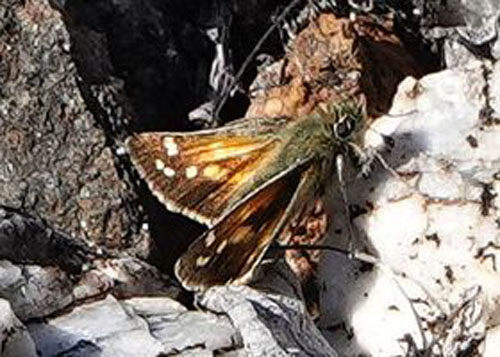 Arktisk Kommabredpande, Hesperia comma ssp.: catena hun. Den gl. kulmine, Kfjorden v. Alta, Finnmark, Norge jd. 6 juli 2022. Fotograf; Emil Bjerregrd